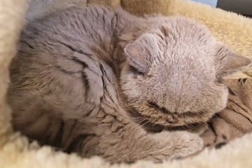 Fundtier mit gesundheitlichen Problemen: Wer schenkt Katze Tessa ein Happy End?