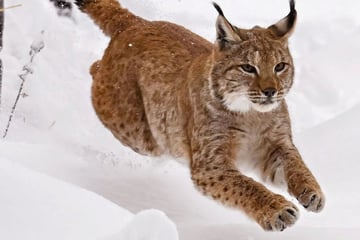 Weiterer Luchs heimisch: "Kandelino" streift durch den Schwarzwald