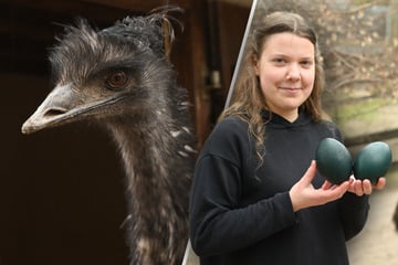 Emu zu dünn zum Brüten: Auer Eier werden zum Osterschmuck