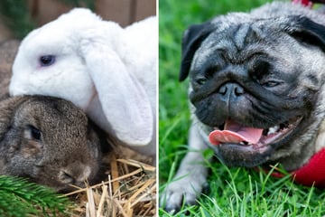 Hunde und Kaninchen mumifiziert: Tierretter macht grausige Entdeckung!