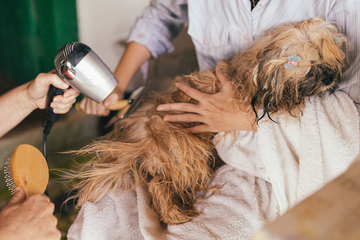 How to groom a dog: Best grooming techniques and tips
