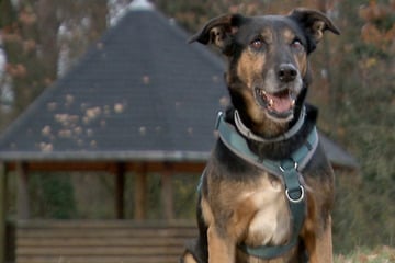 "Man konnte jede Rippe sehen": Findet Hund Spike endlich sein Happy End?