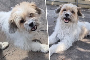 Herzlos ausgesetzt? Kleiner Terrier-Mix landete ganz allein im Tierheim - jetzt hofft Jupp auf ein Happy End
