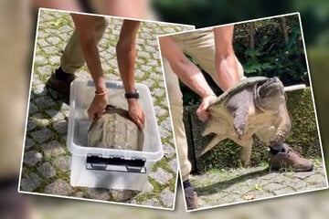 München: Hochwasser spült exotische Schnappschildkröten in Bayern an: Keine Panik, aber Vorsicht!