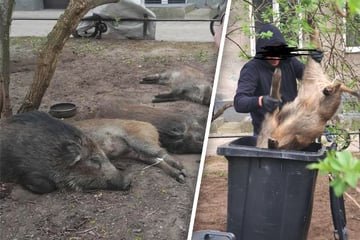 Mann tötet Wildschweine gnadenlos und wirft eines anschließend in den Müll