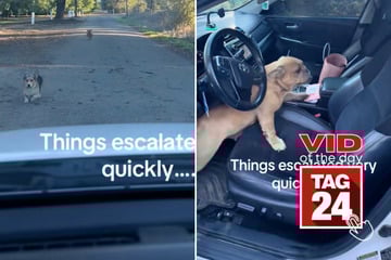 viral videos: Viral Video of the Day for October 30, 2025: Woman "carjacked" by two adorable stray pups