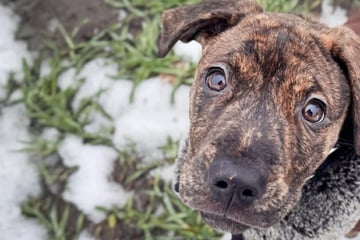 Labrador-Mix Alonso will die Welt entdecken: Wer hilft dem Jungspund beim Start ins Leben?