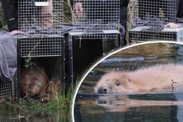 Tierische Helfer im Einsatz: Biber sollen Landschaft umkrempeln