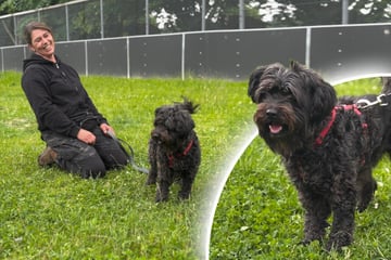 Hündin nach Vermittlung zurückgebracht: Zwergschnauzer Lili kein "Anfängerhund"