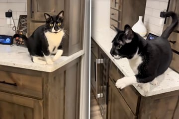 Katze spielt Verletzung vor: Wie Herrchen sie überführt, bringt so viele zum Lachen