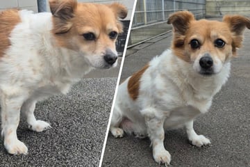 Aus seinem gewohnten Leben gerissen: Bobo steht plötzlich allein da und sucht neues Zuhause