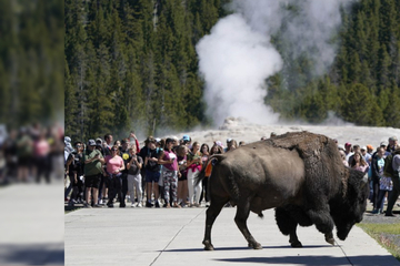Bison attacks man and family at Yellowstone National Park