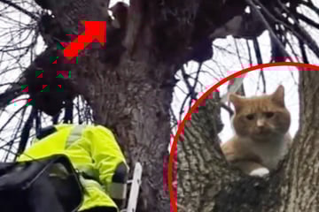 Dresden: Miau-Alarm! Verirrte Katze sorgt für Rettungseinsatz in Löbtau