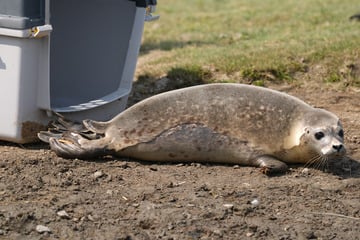 Ab in die Nordsee: Erste Seehund-Heuler kommen zurück in die Freiheit
