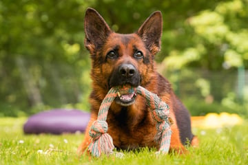 Chemnitz: Hund hat Schlimmes hinter sich: Wer schenkt Cooper ein neues Zuhause?