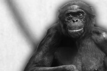 Weltweit ältestes Tier seiner Art eingeschläfert: Zoo trauert um Bonobo im Rekord-Alter