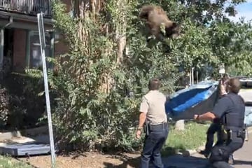 Bär verirrt sich im Wohngebiet auf Baum, dann geht’s unsanft abwärts