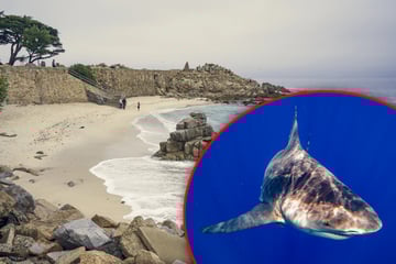 Triathletin verschwindet spurlos im Meer: Wurde sie Opfer eines Hai-Angriffs?