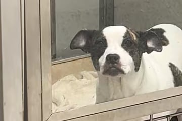 Hündin zurück ins Tierheim gebracht: Ihre Reaktion zerbricht jedem das Herz