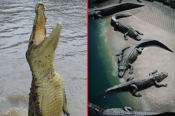 Alligator vs. crocodile: What's the difference between a crocodile and an alligator?