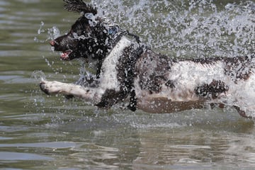 Hund fällt ins Hafenbecken: Besitzer springt hinterher und kann sich nicht mehr retten