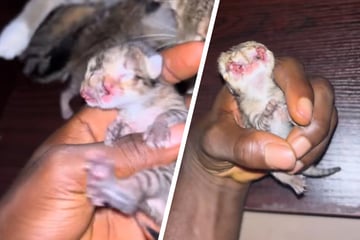 Kätzchen kommt mit zwei Gesichtern zur Welt: Wie kann das passieren?