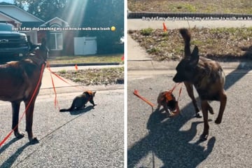 Frau führt Katze an der Leine, dann übernimmt ihr Hund das Ruder