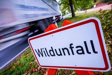 Vogtland: Drei Wildunfälle innerhalb von 20 Minuten, alle Tiere tot