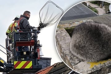 Tierischer Feuerwehr-Einsatz: Waschbär steckt im Schornstein fest