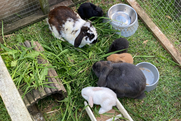 Kaninchen draußen halten - So schaffst Du ein ideales Gehege