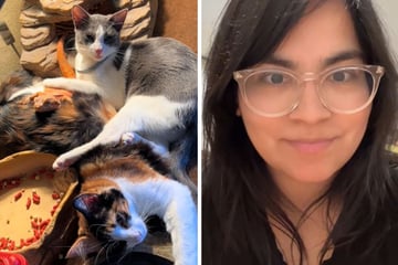 Frau sucht ihre Katzen überall: Als sie genauer hinschaut, staunt sie nicht schlecht