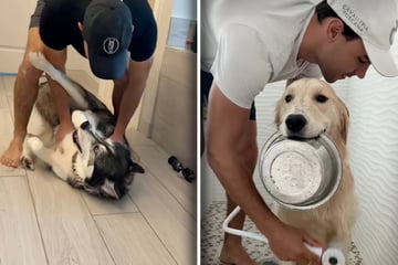 Hunde sollen geduscht werden: Was dann passiert, lässt Lachtränen fließen