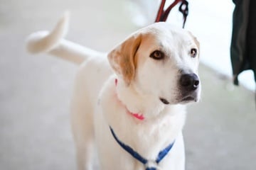 Kurz vor Weihnachten abgegeben: "Großer Beschützer" Unka hat ein noch größeres Herz