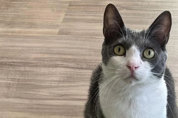 Cat owner heartbroken to learn what pet does when she's gone!