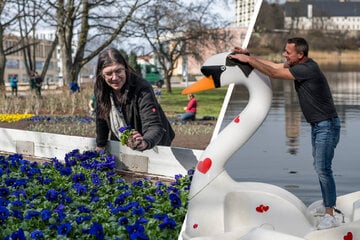 Chemnitz: Mit 12.000 Stiefmütterchen und Co.: Chemnitz macht sich frühlingsfit