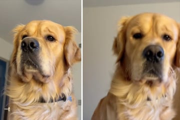 Golden Retriever sieht Frauchen vorwurfsvoll an: Der Grund sorgt für so viele Lacher