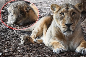 Nachwuchs im Zoo: Löwin "Rubi" das erste Mal Mutter geworden - warum das so besonders ist