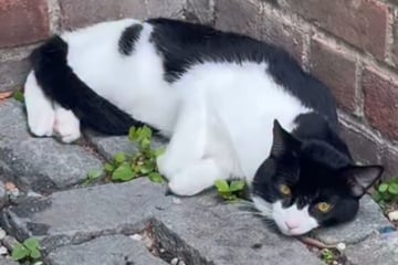 Katze wird ausgesetzt: Was sie dann tut, ist für Retterin nur schwer zu ertragen
