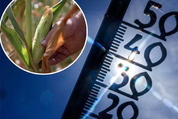 Heißester Sommer seit Messbeginn: DWD zieht extreme Wetterbilanz für den Südwesten
