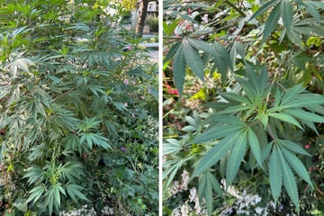 Dresden: Cannabispflanze in Dresdner Park entdeckt: Das sagt die Stadt dazu!