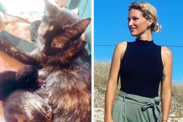 Janni Hönscheid findet mutterlose Katzenbabys: Dann folgt ein tränenreiches Happy End