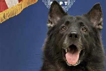 Police officer leaves K-9 service dog in a hot car – then the unthinkable happens
