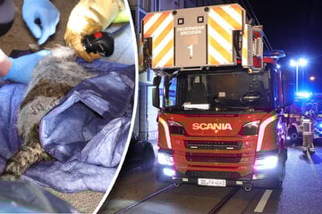 Dresden: Brand in Neustadt-Wohnung: Feuerwehr muss zwei von drei Katzen retten