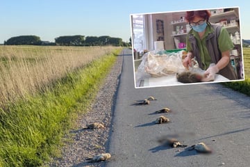 Tierärztin sicher über brutales Küken-Ende: "Das ist abartig"