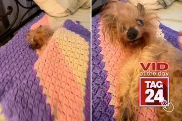 Viral Video of the Day for October 1, 2025: Grumpy pup hilariously refuses to get out of bed!