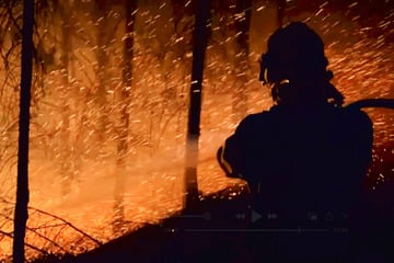 "Kann sich nicht mehr selbst reproduzieren": Neue Doku zeigt, was nach Waldbrand passiert