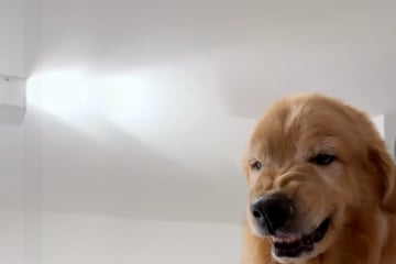 Frauchen holt Golden Retriever zu früh von Oma ab: Vierbeiner ist alles andere als begeistert