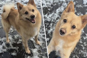 Er durfte nicht mit umziehen: Mischlingsrüde Chico leidet und hofft auf zweite Chance