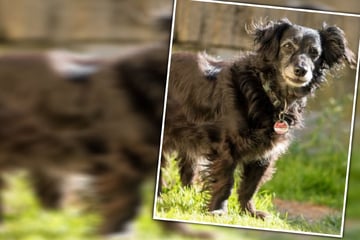 Dynamische Hunde-Omi möchte noch einmal Vertrauen fassen
