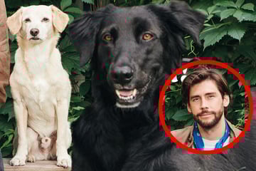 Sänger Alvaro Soler schwelgt in Erinnerungen: "Hund Taro war wie ein Bruder für mich"